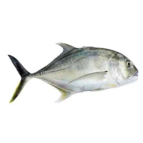 Vatta Para  Vatta Fish 500gm (Whole) - Image 2