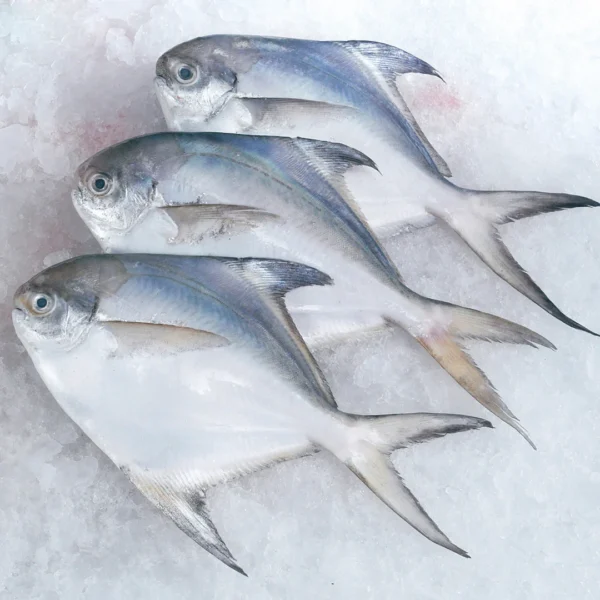 White Pomfret (Whole) 500 gm - Image 2