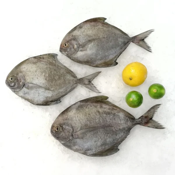 Black Pomfret (whole)500gm - Image 3