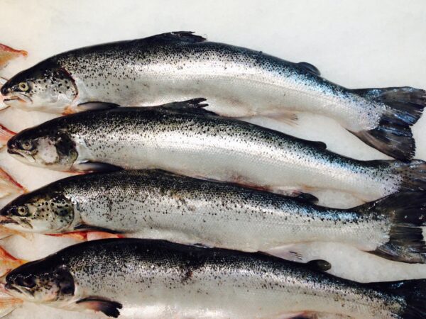 Salmon (whole) 500 gm - Image 2