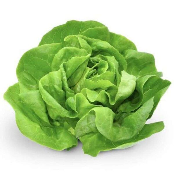 Hydroponic  Lettuce butter head (150-250gm) - Image 4