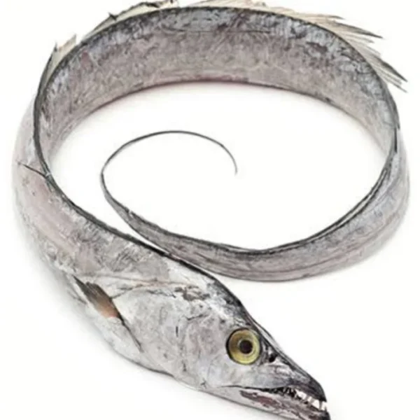 Ribbon Fish (  Whole  ) 500 gm - Image 2