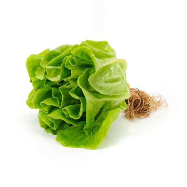 Hydroponic  Lettuce butter head (150-250gm)