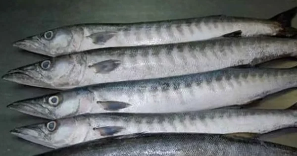 Sheelav/ Baracuda fish (whole )500gm - Image 3