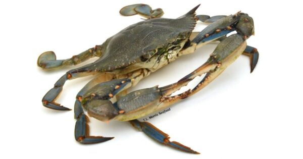 Blue Crab (Whole) 500 gm - Image 3