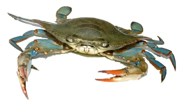 Blue Crab (Whole) 500 gm - Image 4