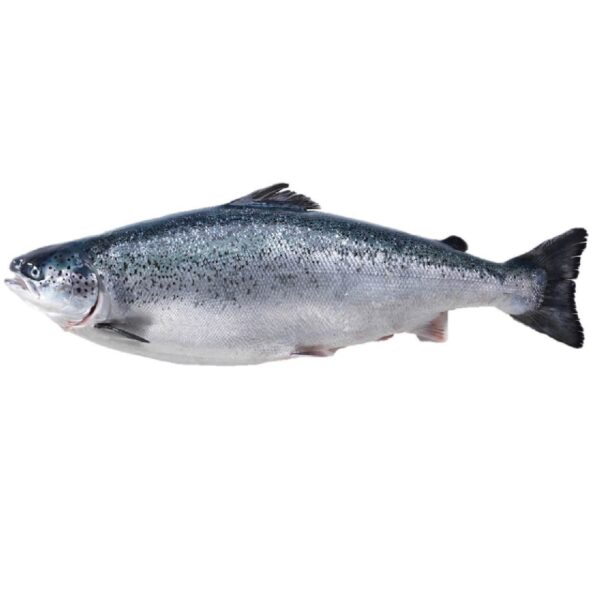 Salmon (whole) 500 gm