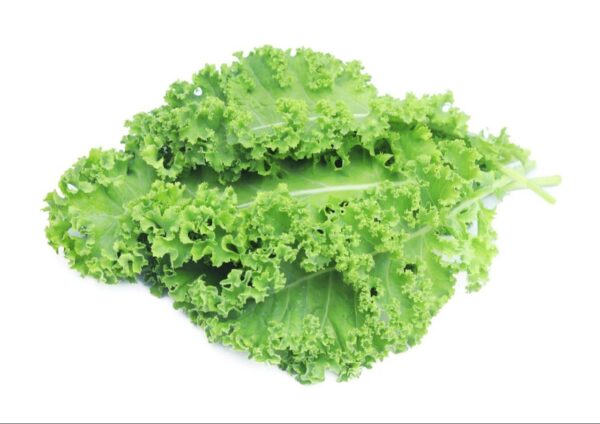 Hydroponic Kale Curled (100gm) - Image 4