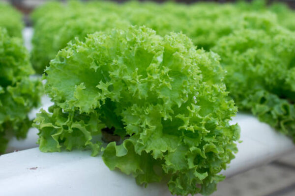 Hydroponic Green Lettuce (100gm)