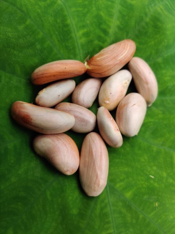 Jack Fruit Seed 200 gm - Image 4