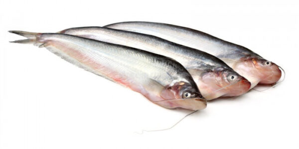 Pabda Fish (Whole) 500 gm