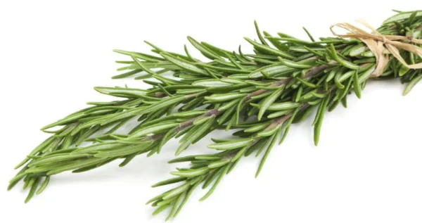 Hydroponic Rosemary (50gm) - Image 3