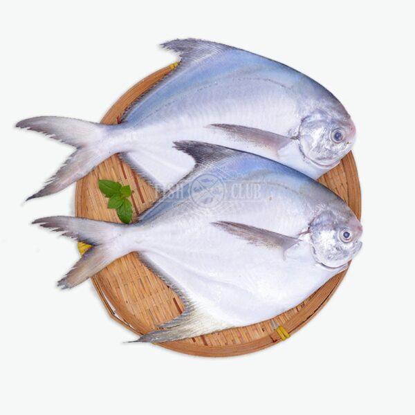 White Pomfret (Whole) 500 gm - Image 5