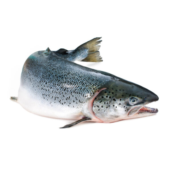 Salmon (whole) 500 gm - Image 6